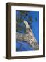 Brazil. Common Potoo resting on a branch in the Pantanal.-Ralph H. Bendjebar-Framed Photographic Print