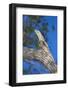 Brazil. Common Potoo resting on a branch in the Pantanal.-Ralph H. Bendjebar-Framed Photographic Print