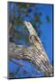 Brazil. Common Potoo resting on a branch in the Pantanal.-Ralph H. Bendjebar-Mounted Photographic Print