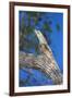 Brazil. Common Potoo resting on a branch in the Pantanal.-Ralph H. Bendjebar-Framed Photographic Print