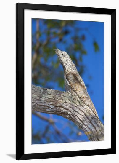 Brazil. Common Potoo resting on a branch in the Pantanal.-Ralph H. Bendjebar-Framed Photographic Print