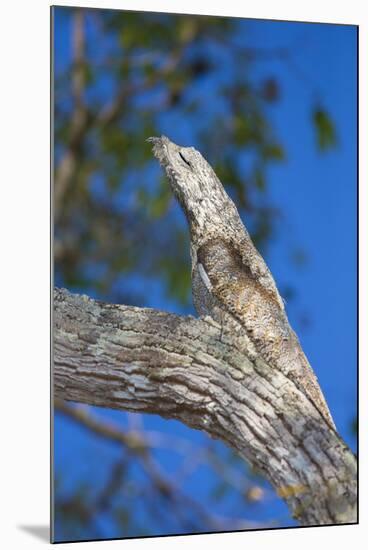 Brazil. Common Potoo resting on a branch in the Pantanal.-Ralph H. Bendjebar-Mounted Photographic Print