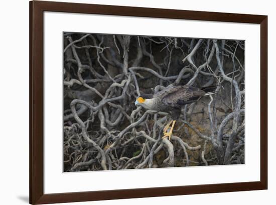 Brazil. Crested Caracara fishing along a river's edge in the Pantanal.-Ralph H. Bendjebar-Framed Premium Photographic Print