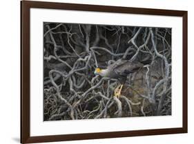 Brazil. Crested Caracara fishing along a river's edge in the Pantanal.-Ralph H. Bendjebar-Framed Premium Photographic Print