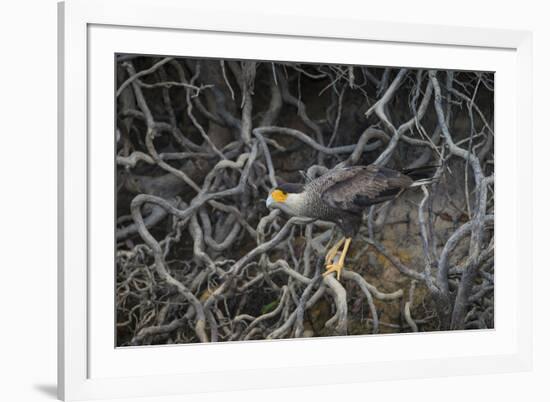 Brazil. Crested Caracara fishing along a river's edge in the Pantanal.-Ralph H. Bendjebar-Framed Premium Photographic Print