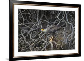 Brazil. Crested Caracara fishing along a river's edge in the Pantanal.-Ralph H. Bendjebar-Framed Premium Photographic Print