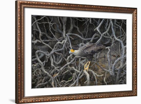 Brazil. Crested Caracara fishing along a river's edge in the Pantanal.-Ralph H. Bendjebar-Framed Premium Photographic Print