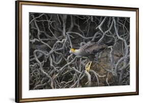 Brazil. Crested Caracara fishing along a river's edge in the Pantanal.-Ralph H. Bendjebar-Framed Premium Photographic Print