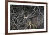 Brazil. Crested Caracara fishing along a river's edge in the Pantanal.-Ralph H. Bendjebar-Framed Photographic Print