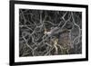 Brazil. Crested Caracara fishing along a river's edge in the Pantanal.-Ralph H. Bendjebar-Framed Photographic Print