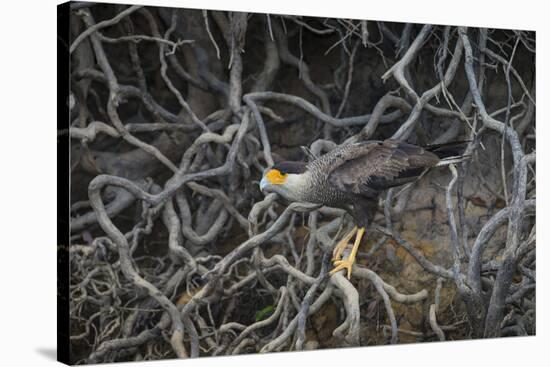 Brazil. Crested Caracara fishing along a river's edge in the Pantanal.-Ralph H. Bendjebar-Stretched Canvas