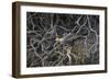 Brazil. Crested Caracara fishing along a river's edge in the Pantanal.-Ralph H. Bendjebar-Framed Photographic Print