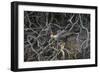 Brazil. Crested Caracara fishing along a river's edge in the Pantanal.-Ralph H. Bendjebar-Framed Photographic Print