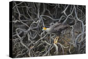 Brazil. Crested Caracara fishing along a river's edge in the Pantanal.-Ralph H. Bendjebar-Stretched Canvas