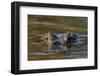 Brazil, Cuiaba River, Pantanal Wetlands, Head of a Yacare Caiman Eyes Exposed, on the Cuiaba River-Judith Zimmerman-Framed Photographic Print