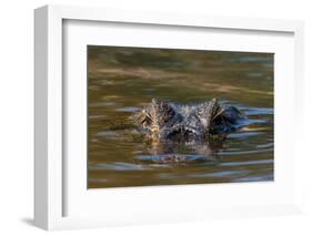 Brazil, Cuiaba River, Pantanal Wetlands, Head of a Yacare Caiman Eyes Exposed, on the Cuiaba River-Judith Zimmerman-Framed Photographic Print