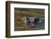 Brazil, Cuiaba River, Pantanal Wetlands, Head of a Yacare Caiman Eyes Exposed, on the Cuiaba River-Judith Zimmerman-Framed Premium Photographic Print