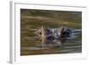 Brazil, Cuiaba River, Pantanal Wetlands, Head of a Yacare Caiman Eyes Exposed, on the Cuiaba River-Judith Zimmerman-Framed Photographic Print