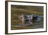 Brazil, Cuiaba River, Pantanal Wetlands, Head of a Yacare Caiman Eyes Exposed, on the Cuiaba River-Judith Zimmerman-Framed Photographic Print