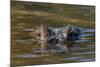 Brazil, Cuiaba River, Pantanal Wetlands, Head of a Yacare Caiman Eyes Exposed, on the Cuiaba River-Judith Zimmerman-Mounted Photographic Print