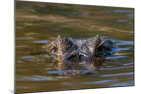 Brazil, Cuiaba River, Pantanal Wetlands, Head of a Yacare Caiman Eyes Exposed, on the Cuiaba River-Judith Zimmerman-Mounted Photographic Print