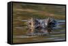 Brazil, Cuiaba River, Pantanal Wetlands, Head of a Yacare Caiman Eyes Exposed, on the Cuiaba River-Judith Zimmerman-Framed Stretched Canvas