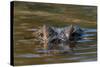 Brazil, Cuiaba River, Pantanal Wetlands, Head of a Yacare Caiman Eyes Exposed, on the Cuiaba River-Judith Zimmerman-Stretched Canvas