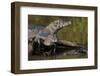 Brazil, Cuiaba River, Pantanal Wetlands, Three Yacare Caiman-Judith Zimmerman-Framed Photographic Print