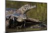 Brazil, Cuiaba River, Pantanal Wetlands, Three Yacare Caiman-Judith Zimmerman-Mounted Photographic Print