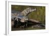 Brazil, Cuiaba River, Pantanal Wetlands, Three Yacare Caiman-Judith Zimmerman-Framed Photographic Print