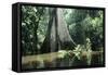 Brazil Flooded Forest, Amazon-Andrea Florence-Framed Stretched Canvas