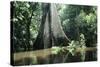 Brazil Flooded Forest, Amazon-Andrea Florence-Stretched Canvas
