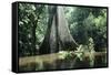 Brazil Flooded Forest, Amazon-Andrea Florence-Framed Stretched Canvas