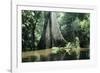 Brazil Flooded Forest, Amazon-Andrea Florence-Framed Photographic Print