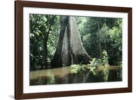 Brazil Flooded Forest, Amazon-Andrea Florence-Framed Photographic Print