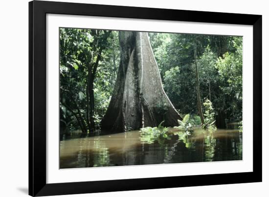 Brazil Flooded Forest, Amazon-Andrea Florence-Framed Photographic Print