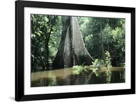 Brazil Flooded Forest, Amazon-Andrea Florence-Framed Photographic Print