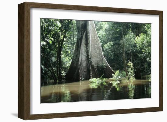 Brazil Flooded Forest, Amazon-Andrea Florence-Framed Photographic Print