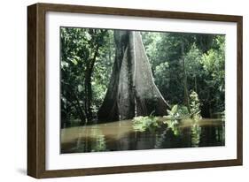 Brazil Flooded Forest, Amazon-Andrea Florence-Framed Photographic Print