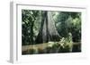 Brazil Flooded Forest, Amazon-Andrea Florence-Framed Photographic Print