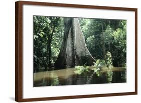 Brazil Flooded Forest, Amazon-Andrea Florence-Framed Photographic Print