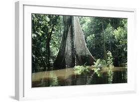 Brazil Flooded Forest, Amazon-Andrea Florence-Framed Photographic Print