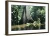 Brazil Flooded Forest, Amazon-Andrea Florence-Framed Photographic Print