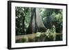 Brazil Flooded Forest, Amazon-Andrea Florence-Framed Photographic Print