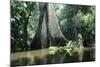 Brazil Flooded Forest, Amazon-Andrea Florence-Mounted Photographic Print