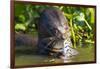 Brazil. Giant river otter eating fish in the Pantanal.-Ralph H. Bendjebar-Framed Photographic Print