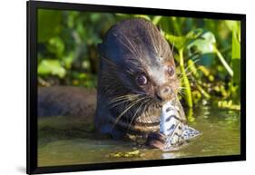 Brazil. Giant river otter eating fish in the Pantanal.-Ralph H. Bendjebar-Framed Photographic Print