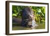 Brazil. Giant river otter eating fish in the Pantanal.-Ralph H. Bendjebar-Framed Photographic Print