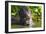 Brazil. Giant river otter eating fish in the Pantanal.-Ralph H. Bendjebar-Framed Photographic Print