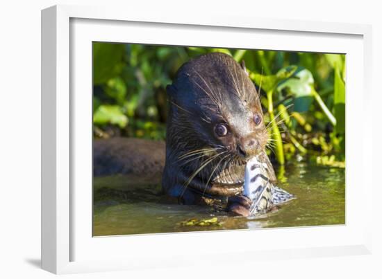 Brazil. Giant river otter eating fish in the Pantanal.-Ralph H. Bendjebar-Framed Photographic Print